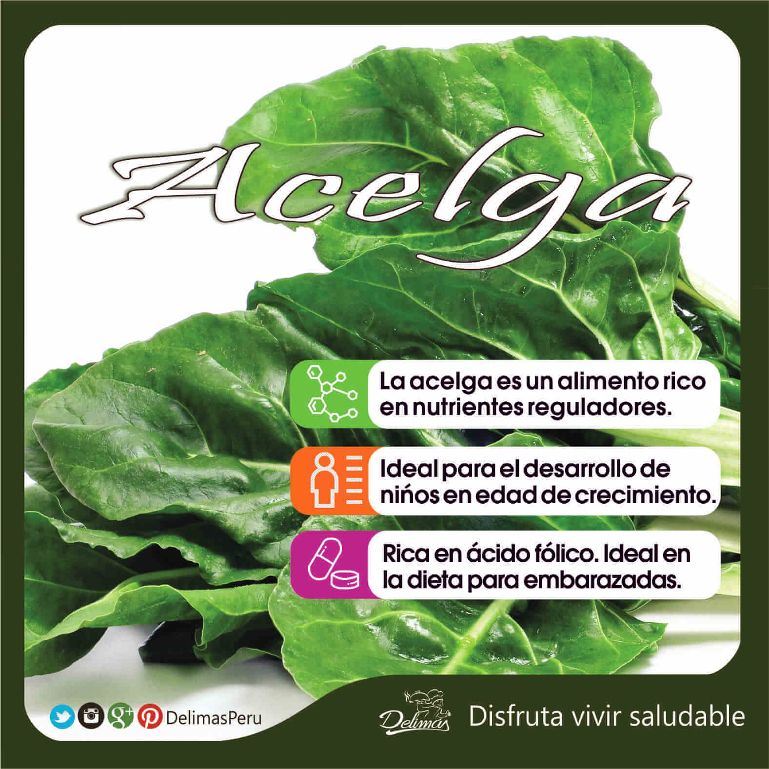 Acelga Propiedades Beneficiosas Rica En Nutrientes Reguladores